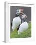 Atlantic Puffin With fish, Mykines, Faroe Islands. Denmark-Martin Zwick-Framed Photographic Print