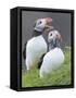 Atlantic Puffin With fish, Mykines, Faroe Islands. Denmark-Martin Zwick-Framed Stretched Canvas