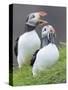 Atlantic Puffin With fish, Mykines, Faroe Islands. Denmark-Martin Zwick-Stretched Canvas