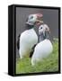 Atlantic Puffin With fish, Mykines, Faroe Islands. Denmark-Martin Zwick-Framed Stretched Canvas