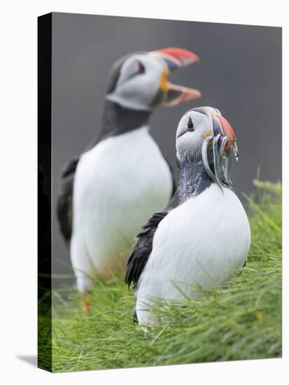 Atlantic Puffin With fish, Mykines, Faroe Islands. Denmark-Martin Zwick-Stretched Canvas