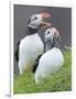 Atlantic Puffin With fish, Mykines, Faroe Islands. Denmark-Martin Zwick-Framed Photographic Print