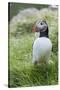 Atlantic Puffin With fish, Mykines, Faroe Islands. Denmark-Martin Zwick-Stretched Canvas