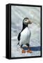 Atlantic Puffin with Nesting Material, Machias Seal Island, Canada-Richard and Susan Day-Framed Stretched Canvas