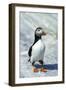 Atlantic Puffin with Nesting Material, Machias Seal Island, Canada-Richard and Susan Day-Framed Photographic Print