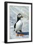 Atlantic Puffin with Nesting Material, Machias Seal Island, Canada-Richard and Susan Day-Framed Photographic Print