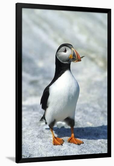 Atlantic Puffin with Nesting Material, Machias Seal Island, Canada-Richard and Susan Day-Framed Photographic Print