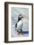 Atlantic Puffin with Nesting Material, Machias Seal Island, Canada-Richard and Susan Day-Framed Photographic Print