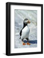 Atlantic Puffin with Nesting Material, Machias Seal Island, Canada-Richard and Susan Day-Framed Photographic Print