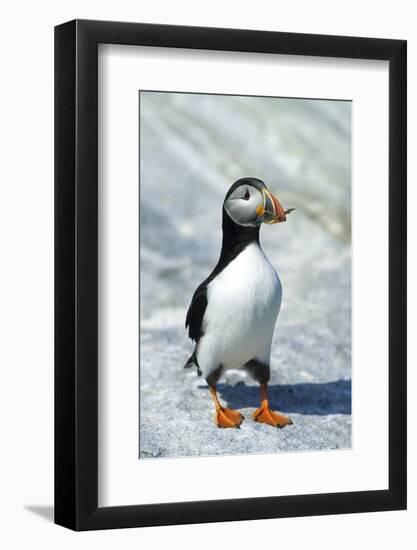 Atlantic Puffin with Nesting Material, Machias Seal Island, Canada-Richard and Susan Day-Framed Photographic Print