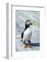 Atlantic Puffin with Nesting Material, Machias Seal Island, Canada-Richard and Susan Day-Framed Photographic Print