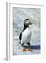 Atlantic Puffin with Nesting Material, Machias Seal Island, Canada-Richard and Susan Day-Framed Photographic Print