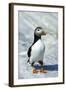 Atlantic Puffin with Nesting Material, Machias Seal Island, Canada-Richard and Susan Day-Framed Photographic Print