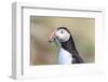 Atlantic Puffin with Sand Lance in Beak. Scotland, Shetland Islands-Martin Zwick-Framed Photographic Print