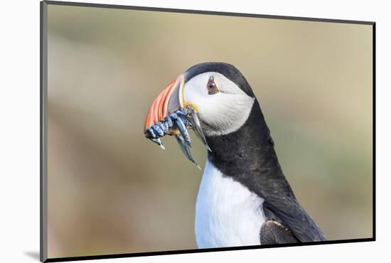 Atlantic Puffin with Sand Lance in Beak. Scotland, Shetland Islands-Martin Zwick-Mounted Photographic Print