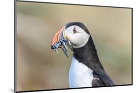 Atlantic Puffin with Sand Lance in Beak. Scotland, Shetland Islands-Martin Zwick-Mounted Photographic Print