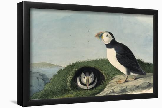 Atlantic Puffin-null-Framed Poster