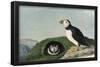 Atlantic Puffin-null-Framed Poster
