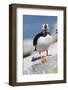 Atlantic Puffin-null-Framed Photographic Print