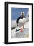 Atlantic Puffin-null-Framed Photographic Print