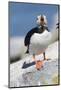 Atlantic Puffin-null-Mounted Photographic Print