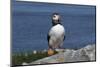 Atlantic Puffin-null-Mounted Photographic Print