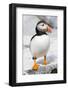 Atlantic Puffin-null-Framed Photographic Print