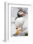 Atlantic Puffin-null-Framed Photographic Print