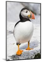 Atlantic Puffin-null-Mounted Photographic Print