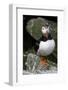 Atlantic Puffin-null-Framed Photographic Print