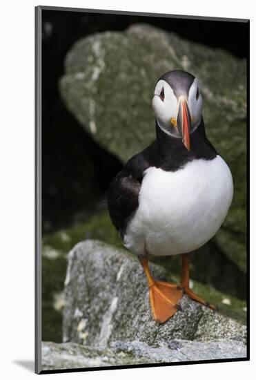 Atlantic Puffin-null-Mounted Photographic Print