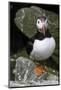 Atlantic Puffin-null-Mounted Photographic Print
