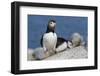 Atlantic Puffin-null-Framed Photographic Print