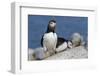 Atlantic Puffin-null-Framed Photographic Print