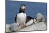 Atlantic Puffin-null-Mounted Photographic Print