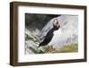 Atlantic Puffin-null-Framed Photographic Print