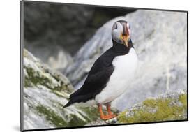 Atlantic Puffin-null-Mounted Photographic Print