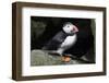 Atlantic Puffin-null-Framed Photographic Print