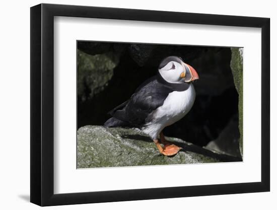 Atlantic Puffin-null-Framed Photographic Print