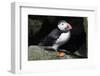 Atlantic Puffin-null-Framed Photographic Print