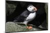 Atlantic Puffin-null-Mounted Photographic Print