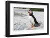 Atlantic Puffin-null-Framed Photographic Print