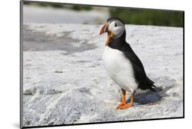 Atlantic Puffin-null-Mounted Photographic Print