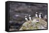 Atlantic Puffins (Common Puffins) (Fratercula Arctica), Flatey Island, Iceland, Polar Regions-Michael Nolan-Framed Stretched Canvas