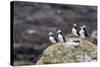 Atlantic Puffins (Common Puffins) (Fratercula Arctica), Flatey Island, Iceland, Polar Regions-Michael Nolan-Stretched Canvas