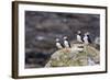 Atlantic Puffins (Common Puffins) (Fratercula Arctica), Flatey Island, Iceland, Polar Regions-Michael Nolan-Framed Photographic Print