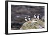 Atlantic Puffins (Common Puffins) (Fratercula Arctica), Flatey Island, Iceland, Polar Regions-Michael Nolan-Framed Photographic Print