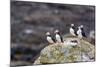 Atlantic Puffins (Common Puffins) (Fratercula Arctica), Flatey Island, Iceland, Polar Regions-Michael Nolan-Mounted Photographic Print