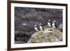 Atlantic Puffins (Common Puffins) (Fratercula Arctica), Flatey Island, Iceland, Polar Regions-Michael Nolan-Framed Photographic Print