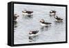 Atlantic Puffins (Common Puffins) (Fratercula Arctica), Flatey Island, Iceland, Polar Regions-Michael Nolan-Framed Stretched Canvas